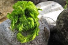 06-14 - wunderschöne Algen 